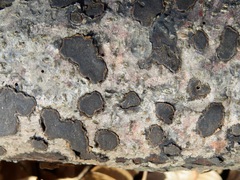 Biscogniauxia nummularia