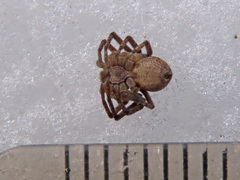 Philodromus aureolus