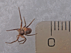 Philodromus aureolus