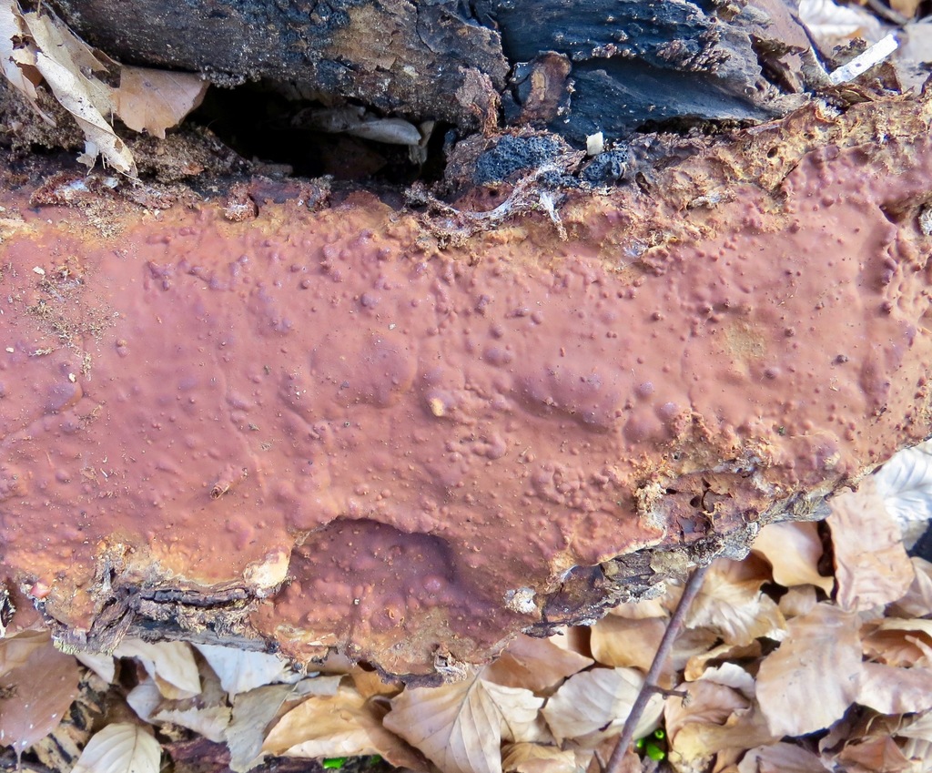 Scytinostroma hemidichophyticum