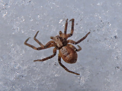 Philodromus aureolus