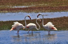 Phoenicopterus roseus
