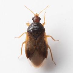 Orius laticollis
