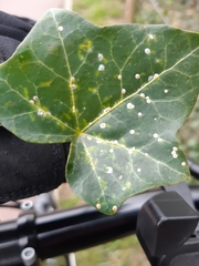 Aspidiotus hedericola