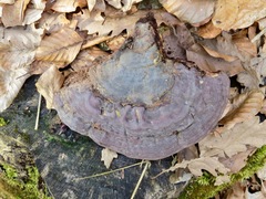 Ganoderma pfeifferi