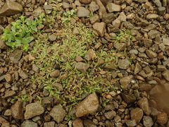 Leptinella maniototo