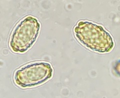 Daleomyces phillipsii