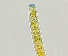 Daleomyces phillipsii