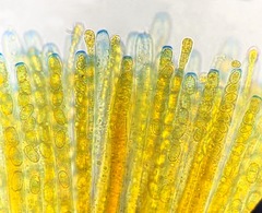 Daleomyces phillipsii