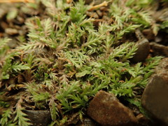 Leptinella maniototo