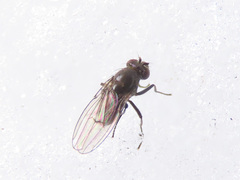 Coenia curvicauda