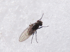 Coenia curvicauda
