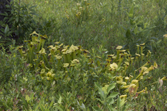 Sarracenia flava