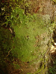 Pannaria pulverulacea