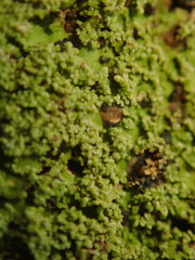 Pannaria pulverulacea