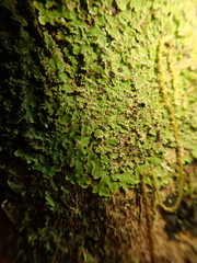 Pannaria pulverulacea