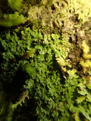 Pannaria pulverulacea