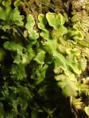 Pannaria pulverulacea