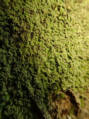 Pannaria pulverulacea