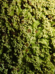 Pannaria pulverulacea