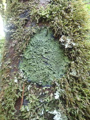 Psoromaria versicolor