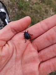 Timarcha goettingensis