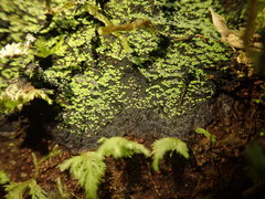 Psoromaria versicolor