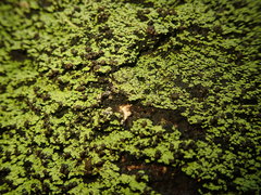 Psoromaria versicolor