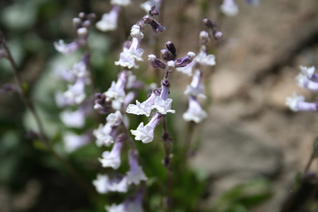 Chionophila tweedyi