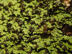 Psoromaria versicolor