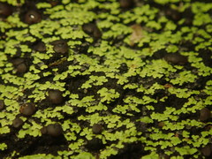 Psoromaria versicolor