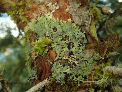 Pannaria xanthomelana