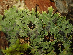 Pannaria xanthomelana