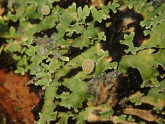 Pannaria xanthomelana