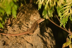 Liolaemus cyanogaster