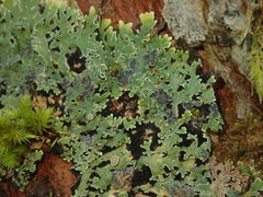 Pannaria xanthomelana