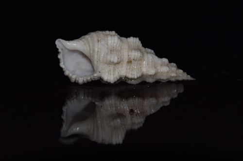 Cerithium columna observed 2017-06-18