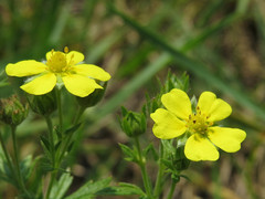 Potentilla inclinata