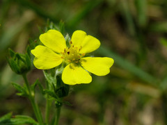 Potentilla inclinata