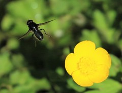 Cheilosia albitarsis