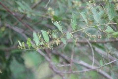 Byttneria filipes