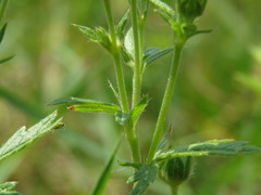 Potentilla inclinata