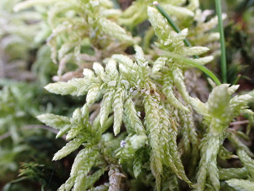 Pseudoscleropodium purum