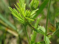 Potentilla inclinata