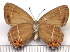 Neozephyrus japonicus