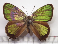 Neozephyrus japonicus