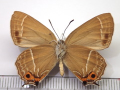Neozephyrus japonicus