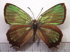 Neozephyrus japonicus