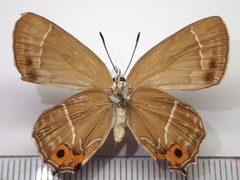 Neozephyrus japonicus