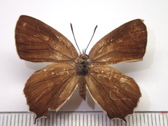 Neozephyrus japonicus